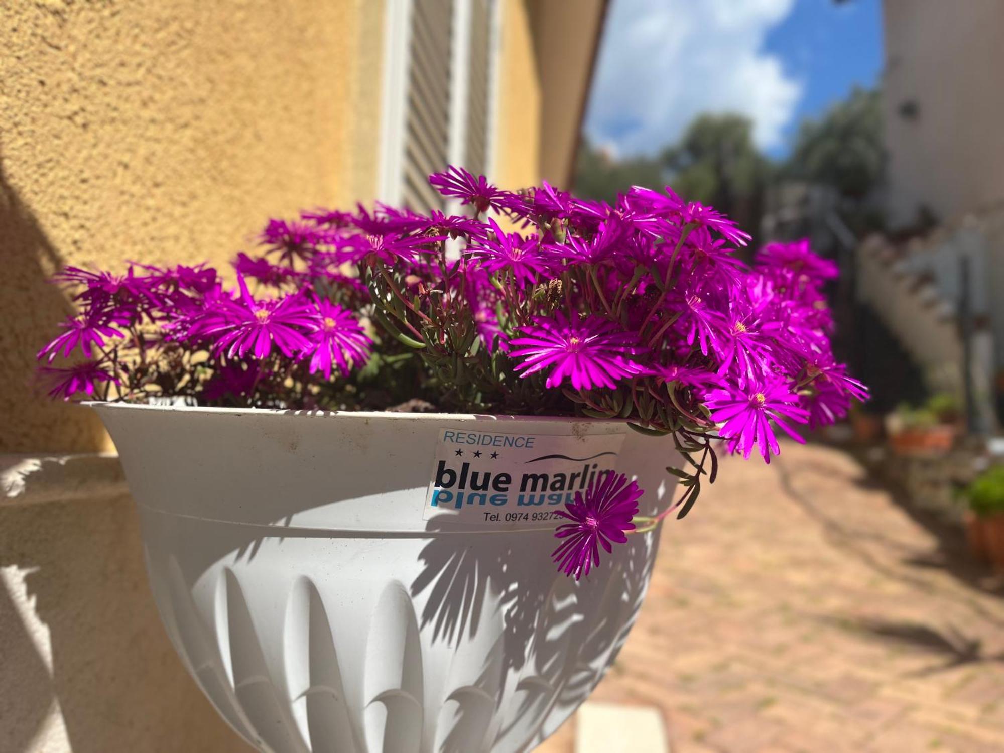 Ferienwohnung Blue Marlin Marina di Camerota Exterior foto